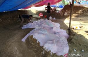 Los hallazgos de los antiguos fósiles de elefantes en el sitio de Patiayam fueron replicados para atracciones turísticas en Kudus Los hallazgos de los antiguos fósiles de elefantes en el sitio de Patiayam fueron replicados para atracciones turísticas en Kudus