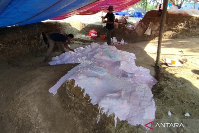 Los hallazgos de los antiguos fósiles de elefantes en el sitio de Patiayam fueron replicados para atracciones turísticas en Kudus

