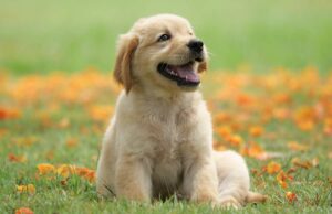 La familia quiere abandonar el cachorro perfecto » solo 2 semanas después de traerlo a casa La familia quiere abandonar el cachorro perfecto '' solo 2 semanas después de traerlo a casa