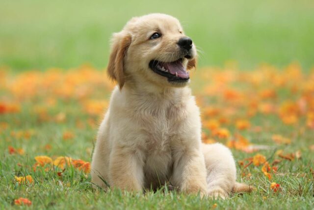 La familia quiere abandonar el cachorro perfecto '' solo 2 La familia quiere abandonar el cachorro perfecto '' solo 2 semanas después de traerlo a casa