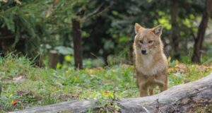 Sylter Goldschakal no debe ser disparado por el momento | NDR.DE – Noticias Los turistas de caza quieren cazar jackal de oro en Sylt | NDR.DE - Noticias