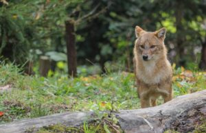 Los turistas de caza quieren cazar jackal de oro en Sylt | NDR.DE – Noticias Los turistas de caza quieren cazar jackal de oro en Sylt | NDR.DE - Noticias