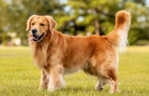 Resulta que los perros pueden salvar su vida a través de su nariz, ¡esta es una lista de enfermedades que se pueden detectar! Resulta que los perros pueden salvar su vida a través de su nariz, ¡esta es una lista de enfermedades que se pueden detectar!