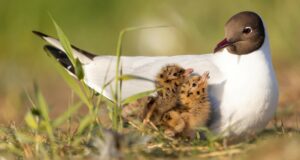 Lachmöwen en MV: Bird Sea Bird of the Year en un descenso | NDR.DE – Noticias Lachmöwen en MV: Bird Sea Bird of the Year en un descenso | NDR.DE - Noticias