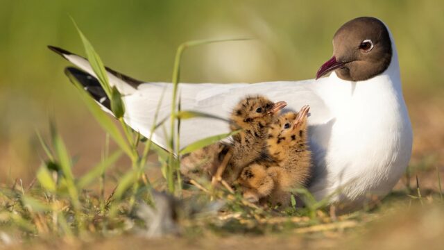 Lachmöwen en MV: Bird Sea Bird of the Year en un descenso | NDR.DE - Noticias

