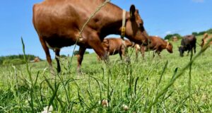 Agricultura sostenible: cómo baja las emisiones de metano en las vacas Agricultura sostenible: cómo baja las emisiones de metano en las vacas