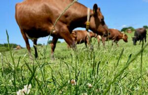 Agricultura sostenible: cómo baja las emisiones de metano en las vacas Agricultura sostenible: cómo baja las emisiones de metano en las vacas
