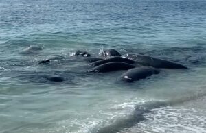 El sheriff de Florida advierte a la gente que ignore los mechones de Lamantin por la razón NSFW El sheriff de Florida advierte a la gente que ignore los mechones de Lamantin por la razón NSFW