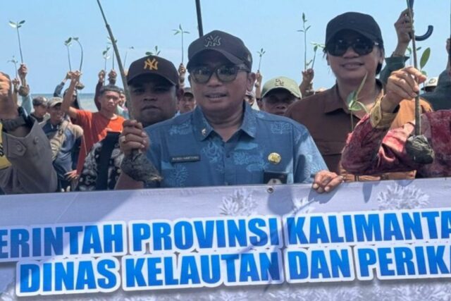 El gobierno provincial del sur de Kalimantan rehabilitó 8,000 ha de plantas de mangle para 2025

