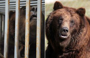 Rescue Bear sobrevive a la guerra y para ser utilizado como un cebo de caza para ganar el premio de la siesta Rescue Bear sobrevive a la guerra y para ser utilizado como un cebo de caza para ganar el premio de la siesta