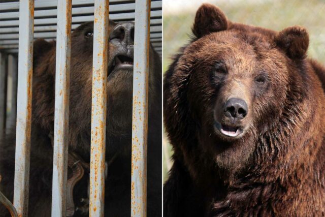 Rescue Bear sobrevive a la guerra y para ser utilizado como un cebo de caza para ganar el premio de la siesta

