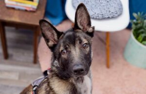 Un perro llegó al refugio demasiado herido para abrir la boca con las esperanzas de irse con una sonrisa Un perro llegó al refugio demasiado herido para abrir la boca con las esperanzas de irse con una sonrisa