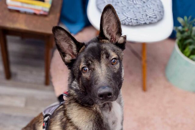 Un perro llegó al refugio demasiado herido para abrir la Un perro llegó al refugio demasiado herido para abrir la boca con las esperanzas de irse con una sonrisa