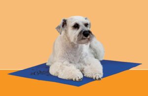 Esta alfombra de enfriamiento de perros está a la venta por $ 17 en Amazon Esta alfombra de enfriamiento de perros está a la venta por $ 17 en Amazon