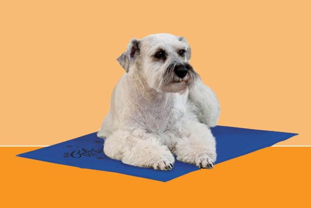 Esta alfombra de enfriamiento de perros está a la venta por $ 17 en Amazon

