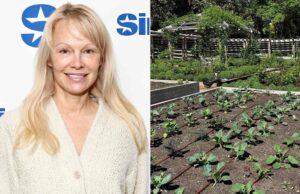 Pamela Anderson dice que su jardín en la isla de Vancouver es «donde todo se conoció para mí» Pamela Anderson dice que su jardín en la isla de Vancouver es "donde todo se conoció para mí"