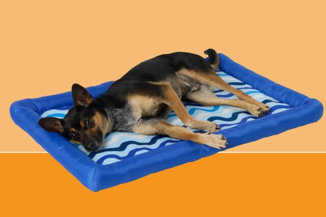 La cama de refrigerante exterior de Petsmart funciona durante horas

