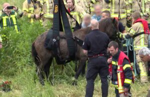 Rescate de animales: así es como la brigada de bomberos ayuda a la necesidad Rescate de animales: así es como la brigada de bomberos ayuda a la necesidad