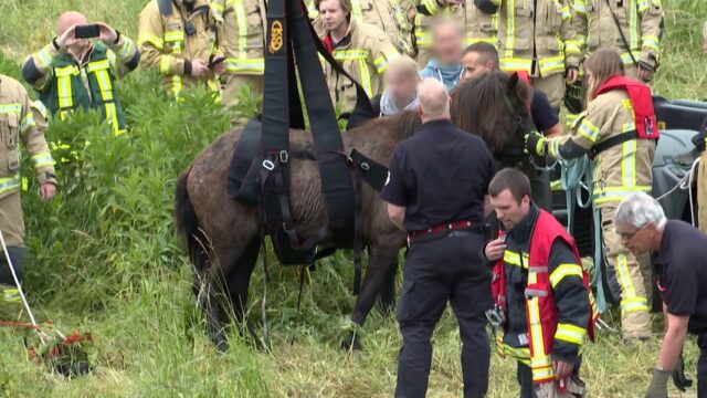 Rescate de animales: así es como la brigada de bomberos ayuda a la necesidad


