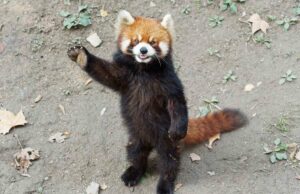 El hotel en China enfrenta una reacción violenta para usar pandas rojos para despertar a los clientes El hotel en China enfrenta una reacción violenta para usar pandas rojos para despertar a los clientes