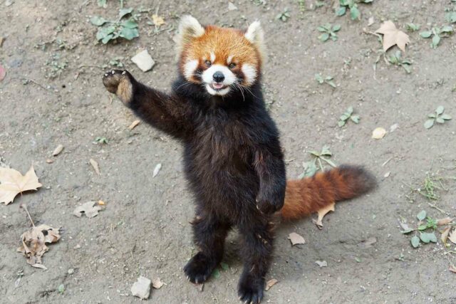 El hotel en China enfrenta una reacción violenta para usar pandas rojos para despertar a los clientes


