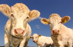 ¿Quieres sacrificar 2025? Verifique el precio oficial de las ovejas o las vacas de Baznas, Dompet Dhuafa a Lazismu ¿Quieres sacrificar 2025? Verifique el precio oficial de las ovejas o las vacas de Baznas, Dompet Dhuafa a Lazismu