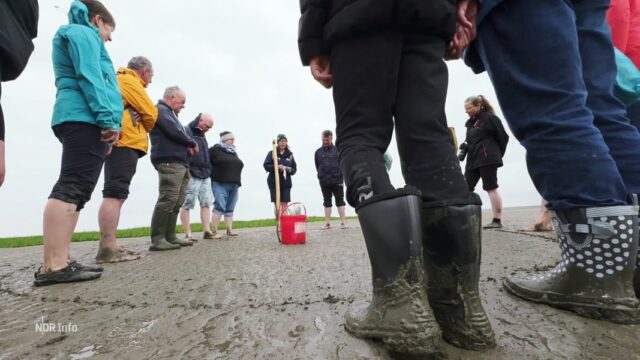 Calentamiento global y microplastia: el mar de Wadden cambia

