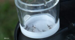 Mosquitos de tigre: el Sajonia inferior pone trampas Mosquitos de tigre: el Sajonia inferior pone trampas