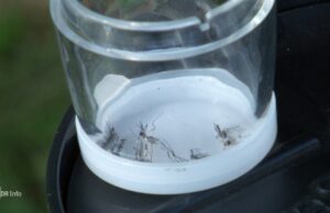 Mosquitos de tigre: el Sajonia inferior pone trampas Mosquitos de tigre: el Sajonia inferior pone trampas