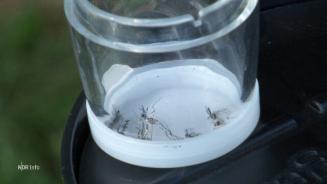 Mosquitos de tigre: el Sajonia inferior pone trampas

