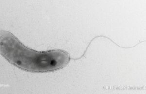 Mar Báltico: los investigadores están trabajando en el sistema de advertencia temprana Mar Báltico: los investigadores están trabajando en el sistema de advertencia temprana