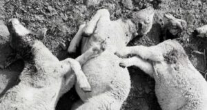 Permiso excepcional para disparar al chacal de oro Permiso excepcional para disparar al chacal de oro