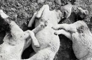 Permiso excepcional para disparar al chacal de oro Permiso excepcional para disparar al chacal de oro