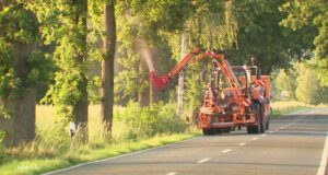 Los gusanos de hilo ayudan contra los hilanderos procesionales venenosos de roble Ayuda con los hilanderos de la procesión de roble: ¿son los gusanos de hilo la solución?
