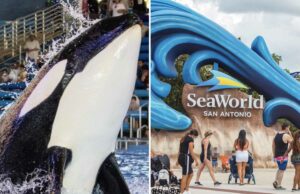 SeaWorld anuncia la muerte de la orca más joven para estacionar de problemas de salud infelices SeaWorld anuncia la muerte de la orca más joven para estacionar de problemas de salud infelices