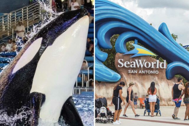 SeaWorld anuncia la muerte de la orca más joven para estacionar de problemas de salud infelices

