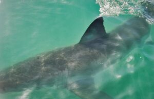 Girl, de 12 años, atacada por Shark en Carolina del Sur, segundo ataque estadounidense en menos de una semana Girl, de 12 años, atacada por Shark en Carolina del Sur, segundo ataque estadounidense en menos de una semana