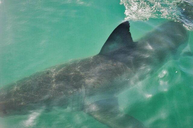 Girl, de 12 años, atacada por Shark en Carolina del Sur, segundo ataque estadounidense en menos de una semana

