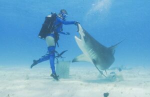 Cómo ver y los mejores programas de tiburones para ver Cómo ver y los mejores programas de tiburones para ver