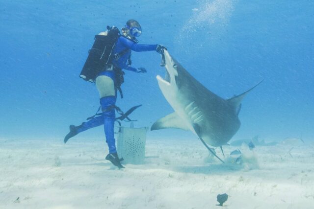 Cómo ver y los mejores programas de tiburones para ver

