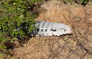 Lagarto invasivo de un continente remoto encontró la caminata en California Lagarto invasivo de un continente remoto encontró la caminata en California