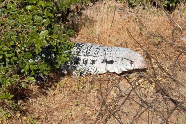 Lagarto invasivo de un continente remoto encontró la caminata en California

