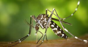 Caída en los mosquitos de tigre: cómo se debe prevenir el asentamiento Caída en los mosquitos de tigre: cómo se debe prevenir el asentamiento