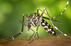 Caída en los mosquitos de tigre: cómo se debe prevenir el asentamiento Caída en los mosquitos de tigre: cómo se debe prevenir el asentamiento