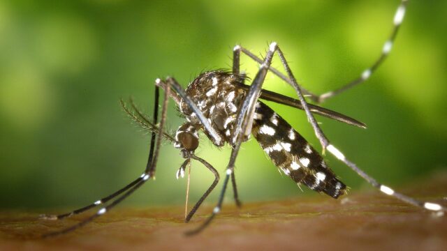 Caída en los mosquitos de tigre: cómo se debe prevenir el asentamiento


