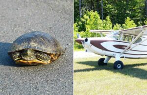 El piloto murió en un accidente de avión después de tratar de evitar una tortuga en la pista, dice NTSB El piloto murió en un accidente de avión después de tratar de evitar una tortuga en la pista, dice NTSB