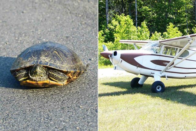 El piloto murió en un accidente de avión después de tratar de evitar una tortuga en la pista, dice NTSB

