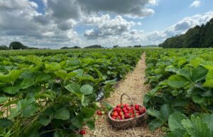 Fresas de SH: Por qué el comienzo de la cosecha no va bien Fresas de SH: Por qué el comienzo de la cosecha no va bien