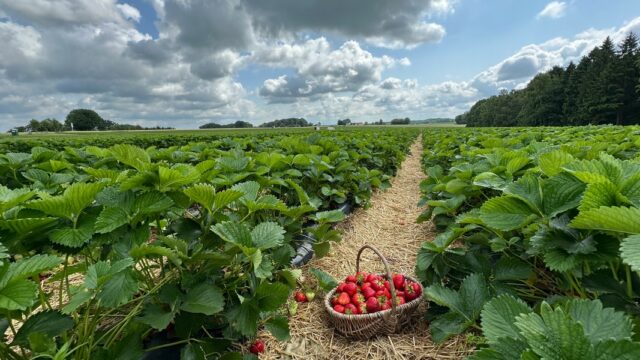 Fresas de SH: Por qué el comienzo de la cosecha no va bien


