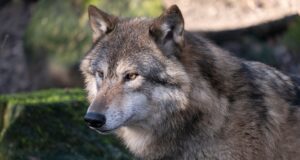 Wolf se grieta en el distrito de Segeberg «completamente esperado y normal»? Wolf se grieta en el distrito de Segeberg "completamente esperado y normal"?